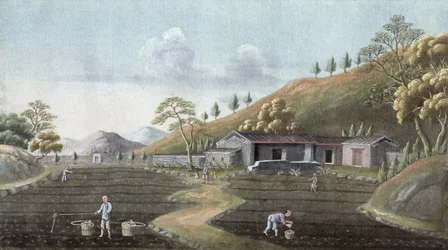 Teepflanzung, China, 19. Jahrhundert