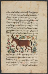 Textseite, persische Prosa Recto, Khar Ass Verso, 1400er