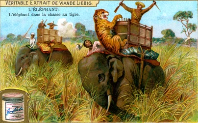 Der Elefant auf der Tigerjagd, um 1900
