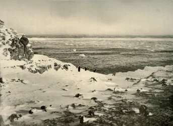 Der letzte der Pinguine kurz vor ihrer Wanderung im März, um 1908, 1909