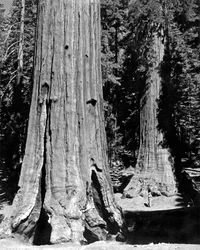 Der Mariposa-Hain in Yosemite (s/w Foto)