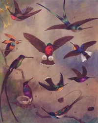 Die wunderbare Farbe der Kolibris, 1935