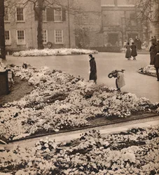 Das Staatsbegräbnis von König George V. in Windsor: Gedenkkränze, 1936