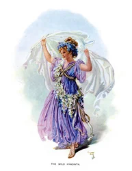 Die wilde Hyazinthe, 1899
