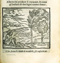 Der Kakaobaum. Aus Historia del Mondo Nuovo von Girolamo Benzoni, 1563