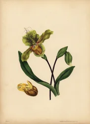 Die edle Frauenschuh-Orchidee, Cypripedium reginae, Ähnlichkeit