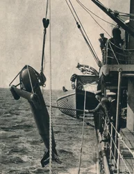 Der hai-förmige Paravan, 1943