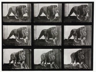 Zeitrafferfotografien eines Löwen, der in seinem Käfig umhergeht