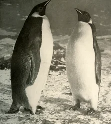 Zwei Kaiserpinguine, ca. 1908, 1909