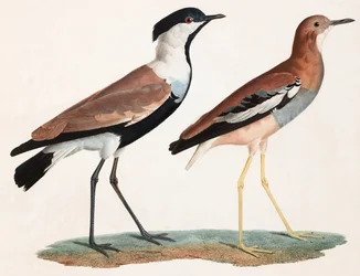 Zwei Farbillustrationen von Vögeln