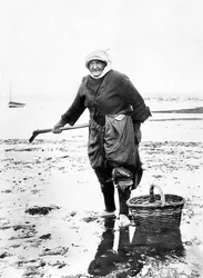 Vereinigtes Königreich: Eine alte Dame sammelt Herzmuscheln an der Meeresküste. Ca. 1890
