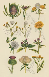 Variationen britischer Wildblumen, 1947