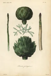 Gemüse, Gartenpflanzen