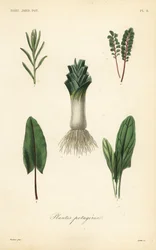 Gemüse