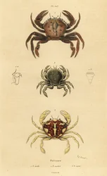 Samtkrabbe, Necora puber 1, Marmorierte Schwimmkrabbe, Liocarcinus marmoreus 2 und Pennants Schwimmkrabbe, Portumnus latipes 3