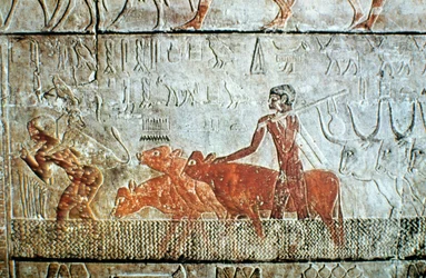 Rinder durch einen Kanal treiben, Wandrelief, Saqqara, Ägypten