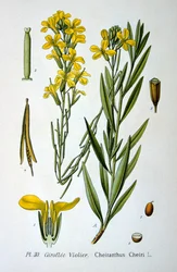 Goldlack, 1893