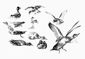 Wildenten, 1901