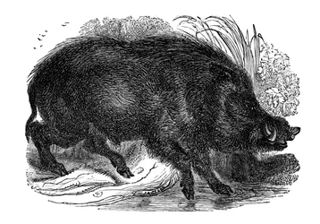 Wildschwein