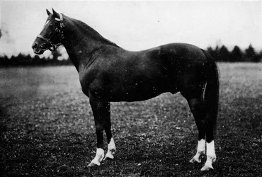 Wildjäger, 19. Jahrhundert, 1911