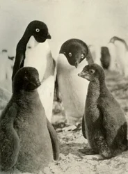 Junge Adelie und Eltern, um 1908, 1909