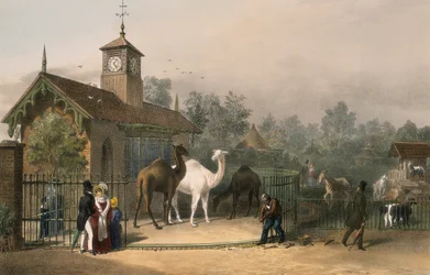 Zoologische Gärten, Regent