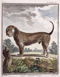 Mischlingshund (kolorierter Druck)