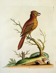 Indischer Haubenbülcher, veröffentlicht im Mai 1742 von G.E. Inard