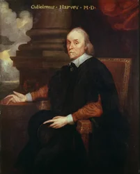 William Harvey (1578-1657) königlicher Arzt, 17. Jahrhundert