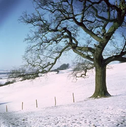 Winterlandschaft, Hockley Downs, Essex