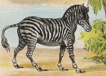 Ein Zebra. Gravur in "Alphabet de ma petite fille". Bernardin-Bechet und Fils, Buchhändler-Verleger, Paris, um 1895.