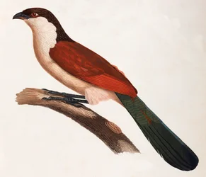 Eine farbige Illustration eines braunen Vogels mit grünem Schwanz