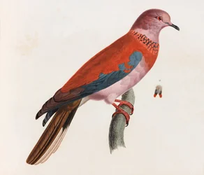 Eine Farbabbildung eines Vogels
