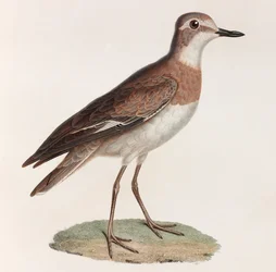 Farbillustration eines Vogels