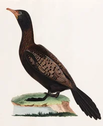 Eine Farbabbildung eines Vogels