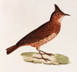 Eine Farbabbildung eines Vogels