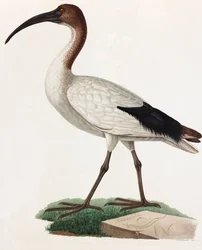 Farbillustration eines langnasigen Vogels
