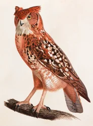 Eine Farbabbildung einer Eule