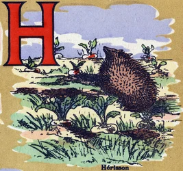 Ein Igel. Illustriertes Alphabet. Bildereien vereint in Jarville-Nancy, Anfang des 20. Jahrhunderts. Dim: 40 x 29 cm. Lithographie auf bistre Hintergrund