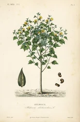Moschusmalve, Abelmoschus moschatus