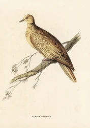Afrikanische Ringeltaube, Streptopelia roseogrisea risoria. Handkolorierter Stahlstich nach Edward Lear aus Georg Friedrich Treitschkes Naturhistorischer Bildersaal des Thierreiches, Leipzig.