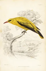 Afrikanischer Goldpirol, Oriolus auratus. Handkolorierter Stahlstich von William Lizars nach William Swainson aus Sir William Jardines Naturalist
