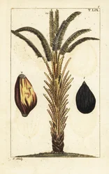 Afrikanische Ölpalme mit Früchten, Elaeis guineensis