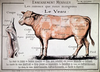 Tiere, die wir essen: das Kalb, ca. 1910