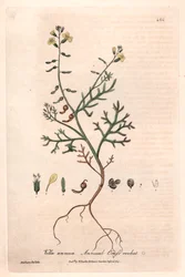 Einjähriges Vella (Vella annua) - Botanische Tafel von Isaac Russell, graviert von Charles Matthews, aus English Botanical Phenomenes von William Baxter (1788-1871)