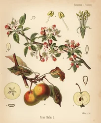 Apfelbaum, Malus domestica. Chromolithographie nach einer botanischen Illustration von Walther Müller aus Hermann Adolph Koehlers Heilpflanzen, herausgegeben von Gustav Pabst, Koehler, Deutschland