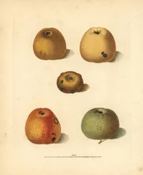 Apfelsorten, Malus domestica: Franklin