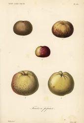 Apfelsorten, Malus pumila