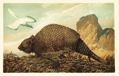 Archaeopteryx lithographica und Panochthus tuberculatus. 1908 (Lithografie)