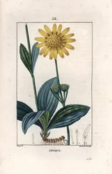 Arnique (Arnica) - Gravur von Lambert fils, nach einer Zeichnung von Pierre Jean Francois Turpin (1775-1840), aus „La flore medicale, de Chaumeton, Poiret et Chamberet“, Paris 1830 - Berg-Arnika, Arnica montana